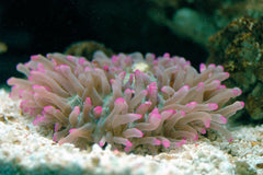 Haitian Pink Tip Anemone - Medium