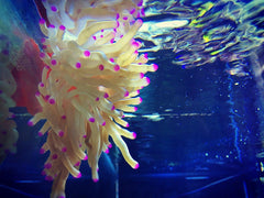 Haitian Pink Tip Anemone - Medium