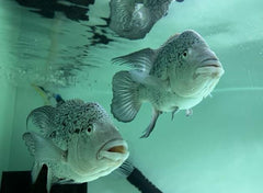 Haitiensis Cichlid