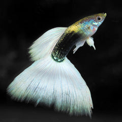 Silver Tux Dumbo Male Guppy