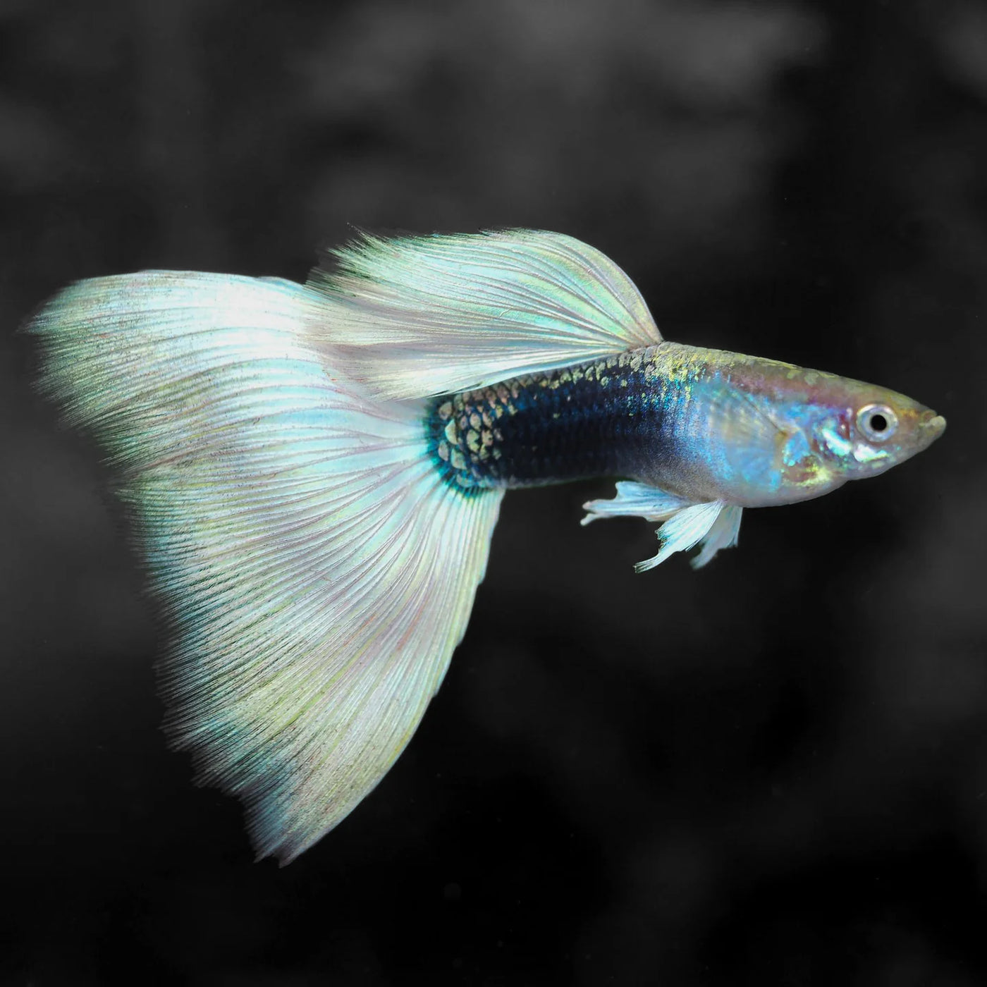 Silver Tux Dumbo Male Guppy