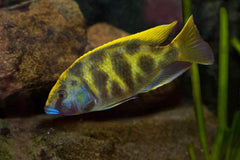 Halochromis Venustus