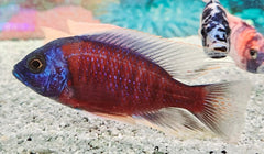 Haplochromis Borleyi
