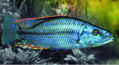 Haplochromis Compressiceps