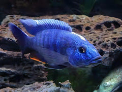 Haplochromis Electric Blue