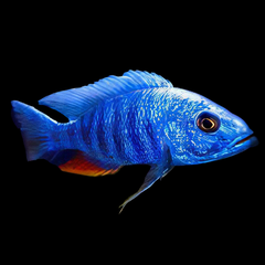 Haplochromis Electric Blue