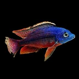 Haplochromis Red Empress