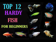 Hardy Fish Starter Pack