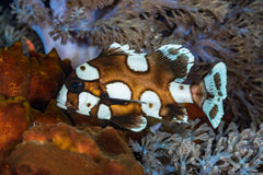 Harlequin Sweetlips - Medium