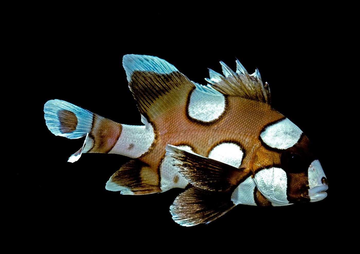 Harlequin Sweetlips - Medium