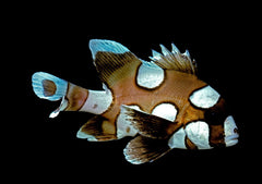 Harlequin Sweetlips - Medium