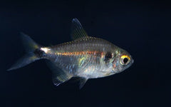 Head & Tail Lite Tetra