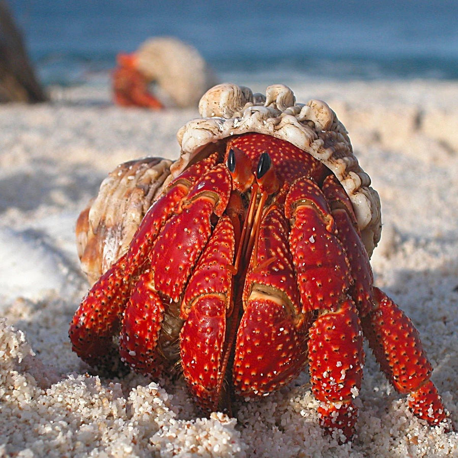 Marine Crabs