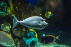 Unicorn Tang Juvenile - Medium/Large