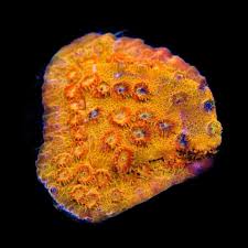 Corals
