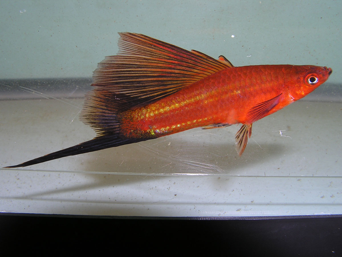 Red Swordtail