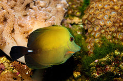 Scopas Tang - Small