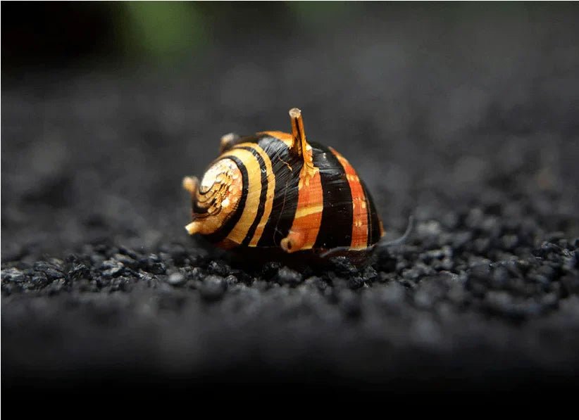 Horned Nerite Snail