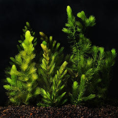Hornwort Plant Bunched
