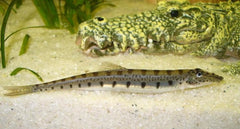 Horseface Loach