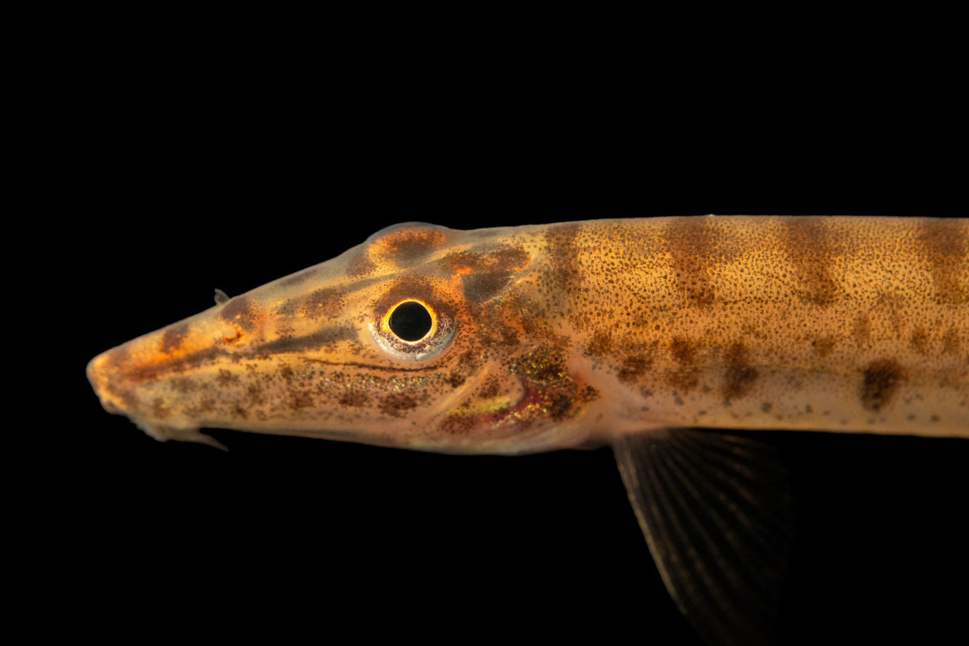 Horseface Loach