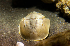 Horseshoe Crab - Small