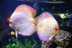 Pigeon Pearl Discus