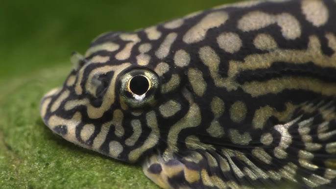 Hill Stream Loach
