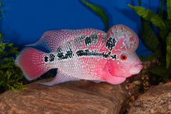Hump Head Flowerhorn Cichlid