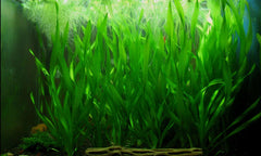 HydrOasis® Corkscrew Vallisneria Sumberged Potted