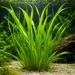 HydrOasis® Corkscrew Vallisneria Sumberged Potted