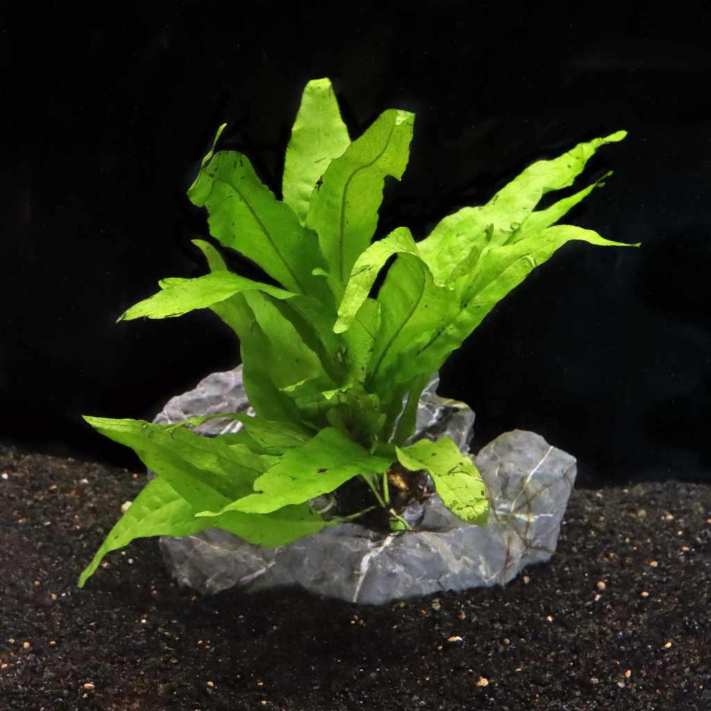 HydrOasis® Java Fern Submerged Potted