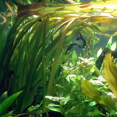 HydrOasis® Jungle Vallisneria Submerged Potted