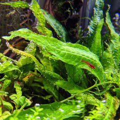 HydrOasis® Lacy Java Fern Submerged Potted Retg