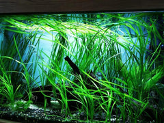 HydrOasis® Red Jungle Vallisneria Submerged Potted