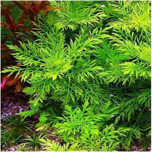 Hygrophila Difformis