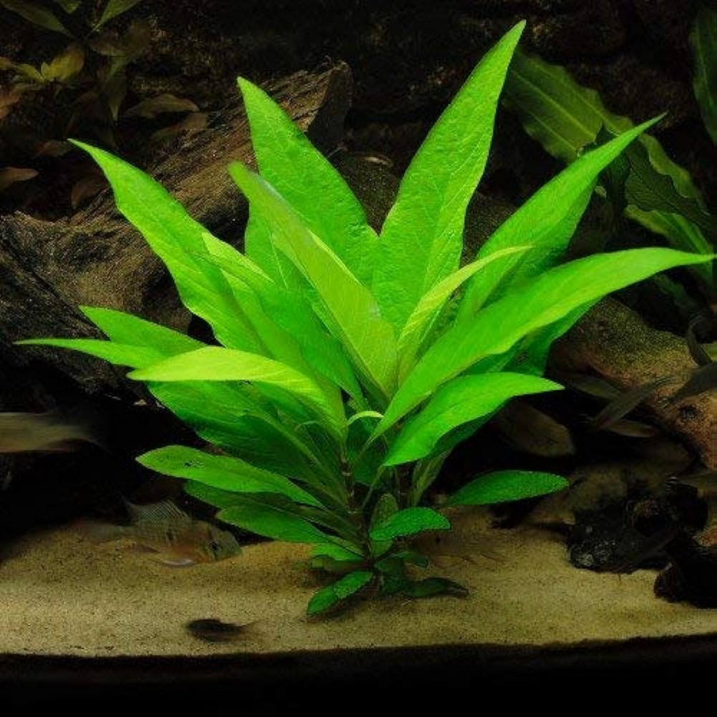Hygrophilia Blue Plant Bunched
