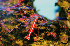 Skunk Cleaner Shrimp - Large