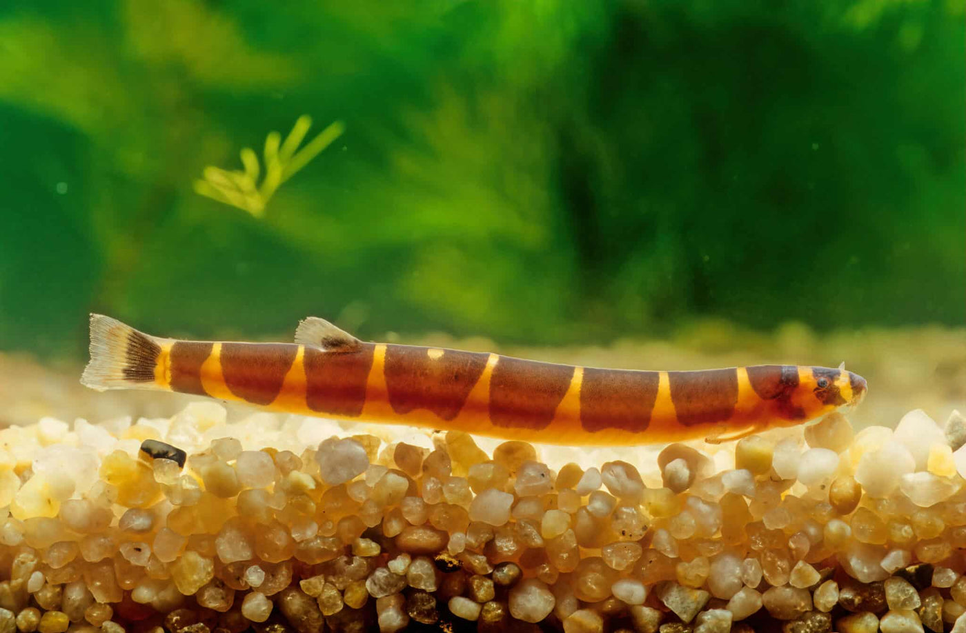 Kuhlii Loach
