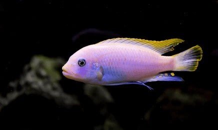 Ice Blue Albino