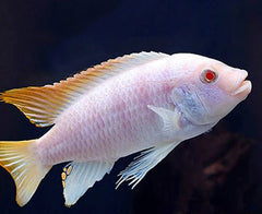 Ice Blue Albino