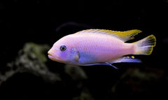 Ice Blue Albino