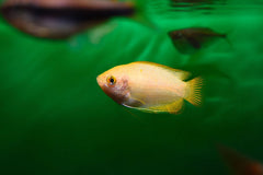 Red Gold Honey Gourami