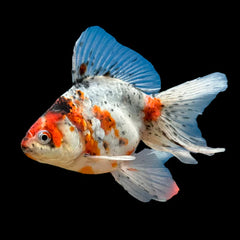Platy Golden Comet