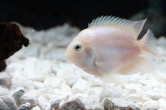 Snow White Parrot Convict Cichlid