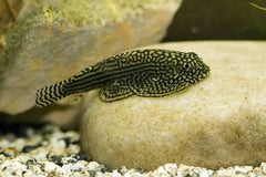 Hill Stream Loach