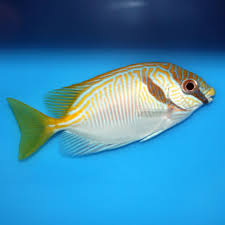 Double Bar Rabbitfish - Medium
