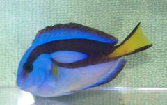 Blue Regal Hippo Tang - Small