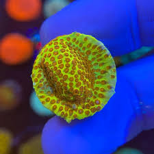 Burning Banana Stylophora Coral - Frag