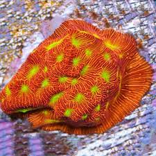 Jack-O-Lantern Leptoseris Coral - Frag